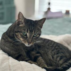 2nd Image of Mason, Lost Cat