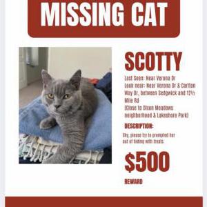 Lost Cat Scotty