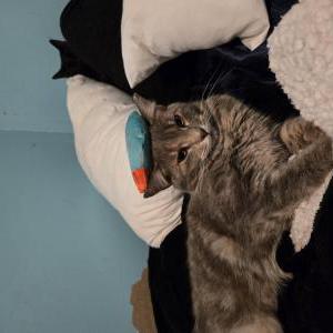 Image of nova, Lost Cat