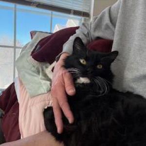Lost Cat little