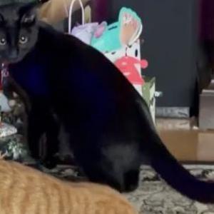 Lost Cat Boo