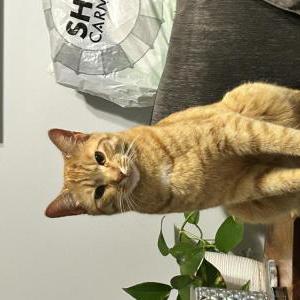 Lost Cats In KNOXVILLE, TN - Lost My Kitty