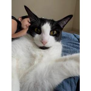 Image of Renata, Lost Cat