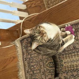 Lost Cat Cole