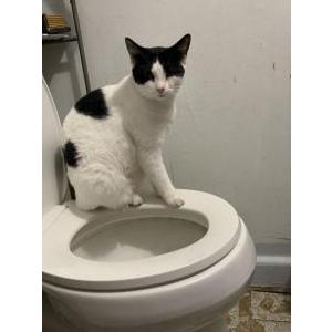 Image of Stevie, Lost Cat