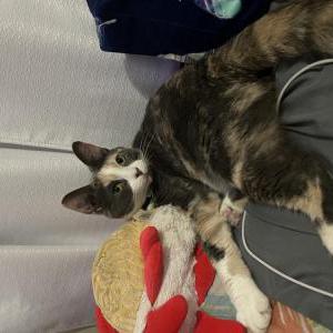 Image of Oona, Lost Cat