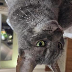 Image of Smokey, Lost Cat