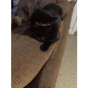 Image of Noire, Lost Cat
