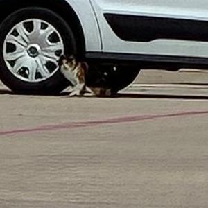 Found Cat UNKNOWN