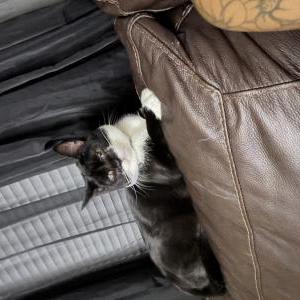 Lost Cat Oreo