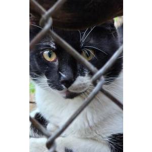 Image of unknown, Found Cat