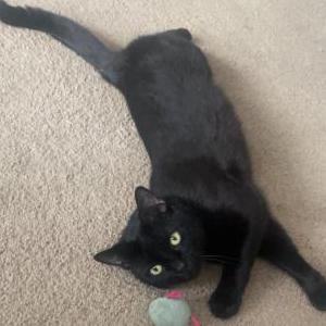 Image of Cappuccino (Cappa), Lost Cat