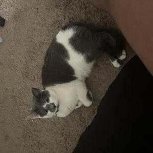 Lost Cat Caliber