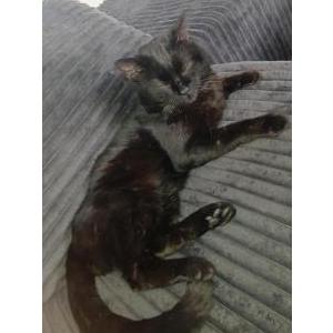 Image of Groot, Lost Cat