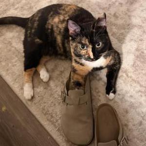 Image of Gemini, Lost Cat