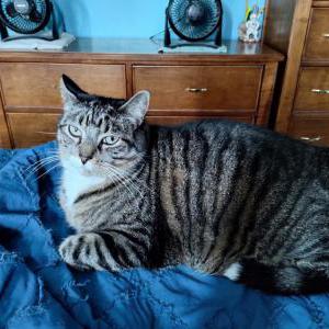 Image of Slinky, Lost Cat