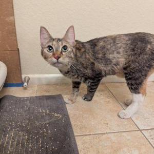 Found Cat Unknown