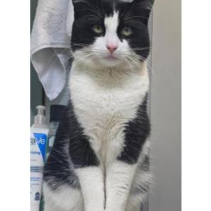 Image of Oreo, Lost Cat