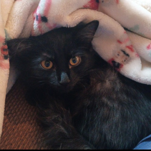 Lost Cat Lazarus