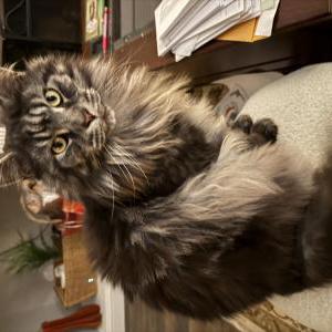 Image of Dusty, Lost Cat