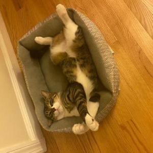 Image of Cosmo, Lost Cat