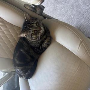 Image of Frank, Lost Cat