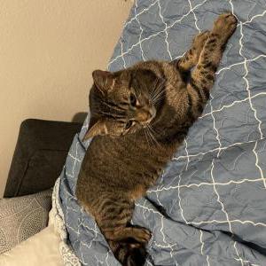 Image of Charlotte, Lost Cat