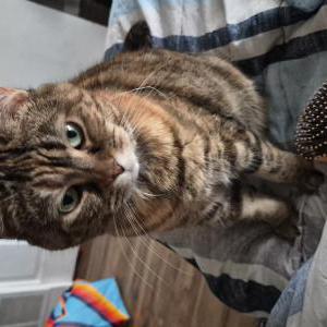 Image of Precious, Lost Cat