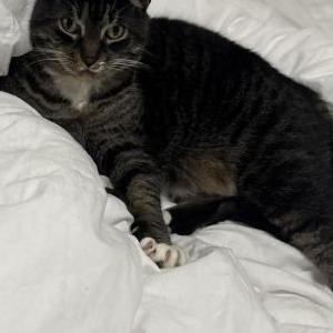 Image of Luna, Lost Cat