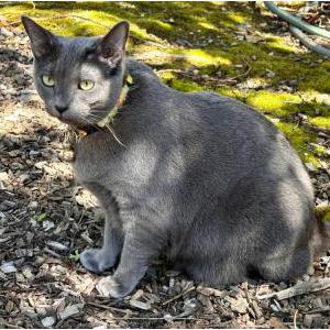 Image of ZIGGY, Lost Cat