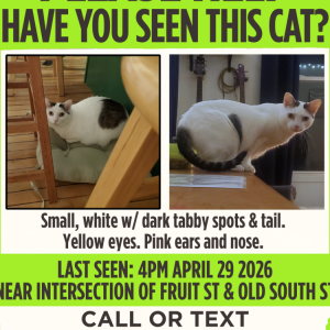 Image of Toast, Lost Cat
