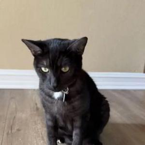 Image of Benny, Lost Cat