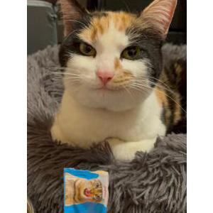 Image of Unknown, Found Cat
