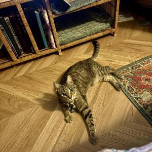 Lost Cat KeeKee