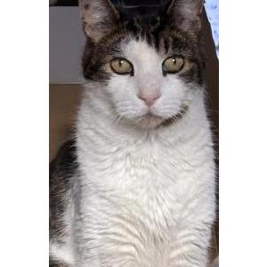 Lost Cat Mr Big