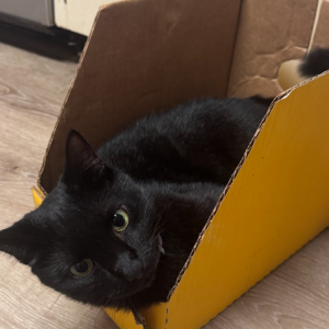 Image of Bubbas, Lost Cat