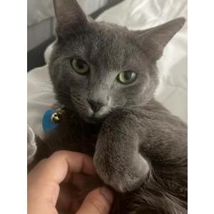 Image of Hades, Lost Cat