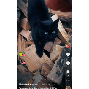 Image of Deeno, Lost Cat