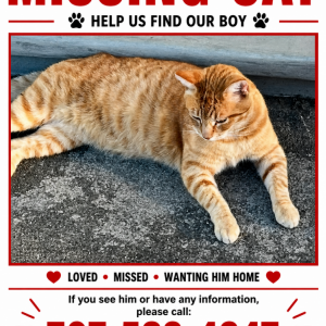 Image of Steph, Lost Cat