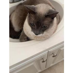 Image of Thumper, Lost Cat