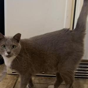 Image of Sweet Pea, Lost Cat