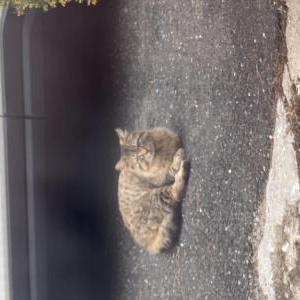 Image of Unknown, Found Cat