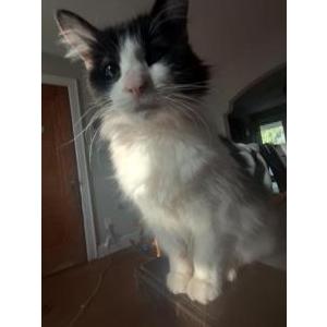 Lost Cat Mary