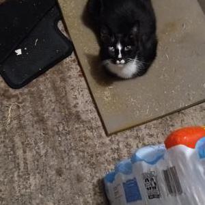Image of Mamas, Lost Cat
