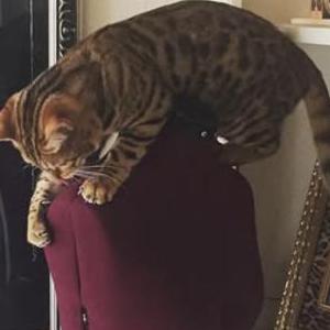 Image of Holle, Lost Cat
