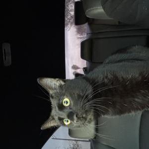 Image of Kuro, Lost Cat