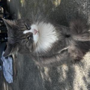 Image of Nuts, Lost Cat
