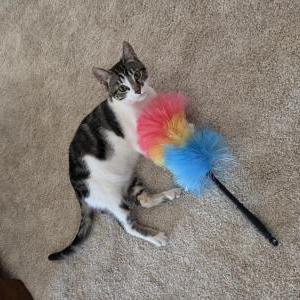 Image of Moxy, Lost Cat