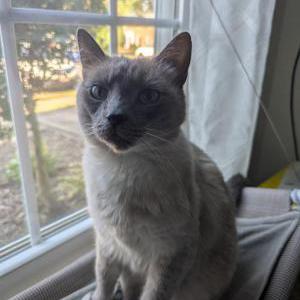 Image of Venus, Lost Cat