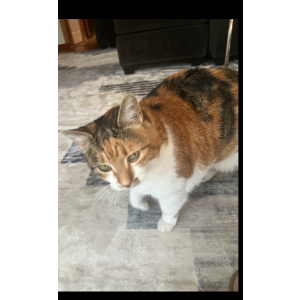 Image of Ohana, Lost Cat